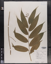 Image of Maianthemum racemosa