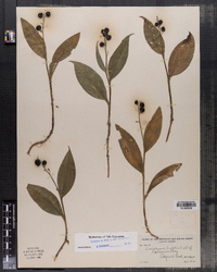 Image of Maianthemum trifolia