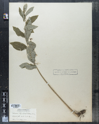 Image of Salomonia biflora