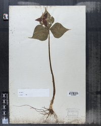 Trillium erectum image