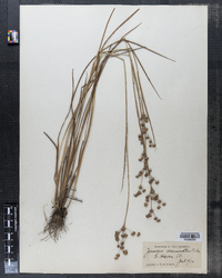 Juncus acuminatus image