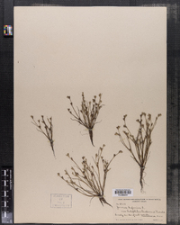 Juncus bufonius image