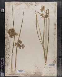 Juncus effusus image