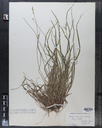 Carex communis image