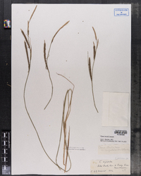 Carex stricta var. angustata image