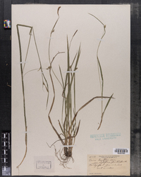 Carex laxiflora image