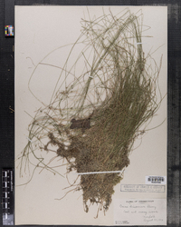 Carex trisperma image