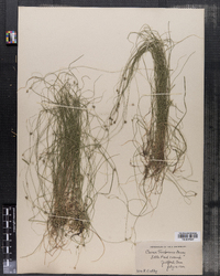 Carex trisperma image