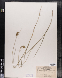 Carex albolutescens image