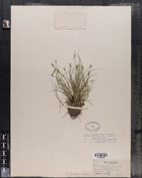 Carex echinata ssp. echinata image