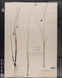 Carex exilis image