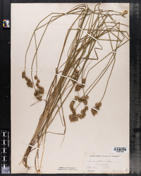 Carex scoparia image