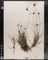 Cyperus filiculmis image