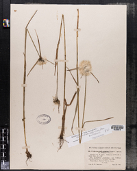 Eriophorum viridicarinatum image