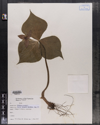 Trillium erectum image