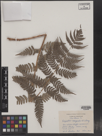 Dryopteris marginalis image