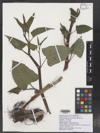 Polygonum cuspidatum image