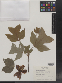 Liriodendron tulipfera image