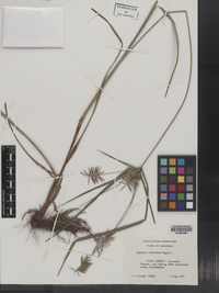 Cyperus refractus image