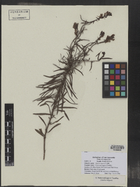 Linaria vulgaris image