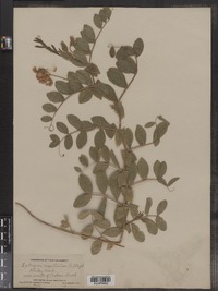 Lathyrus japonicus image