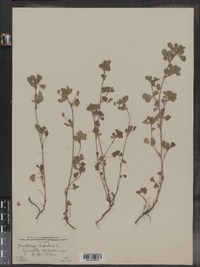 Medicago lupulina image