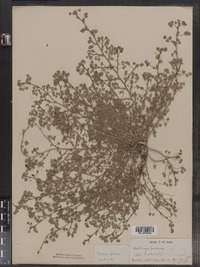 Image of Medicago praecox