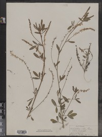 Melilotus officinalis image