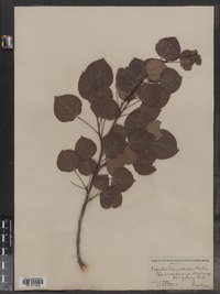 Populus tremuloides image