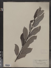 Salix discolor image