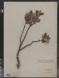Image of Salix fuscescens