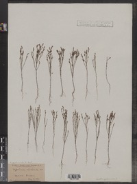 Hypericum gentianoides image