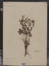 Potentilla intermedia image