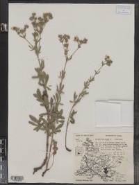 Potentilla recta image