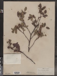 Rosa virginiana image