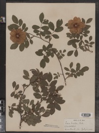 Rosa virginiana image