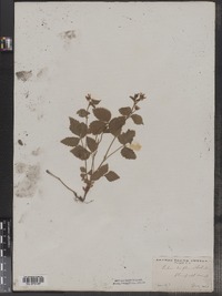 Rubus allegheniensis image