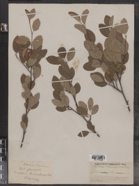 Amelanchier bartramiana image