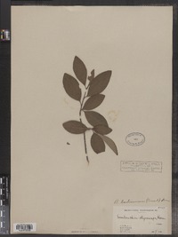 Amelanchier bartramiana image