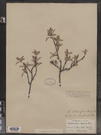 Amelanchier stolonifera image