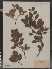 Amelanchier bartramiana image