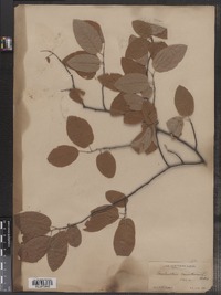 Amelanchier canadensis image