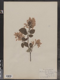 Amelanchier canadensis image