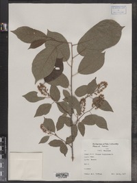 Prunus virginiana image