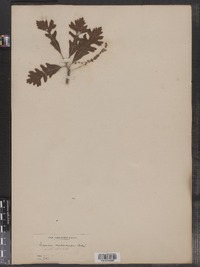 Quercus macrocarpa image