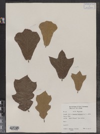 Image of Quercus brittonii