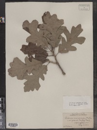 Quercus macrocarpa image