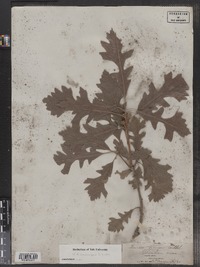 Quercus macrocarpa image