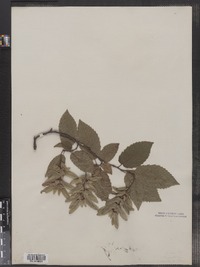 Carpinus caroliniana image