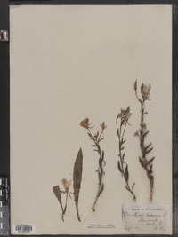 Oenothera biennis image